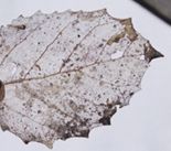 Mold on a leaf