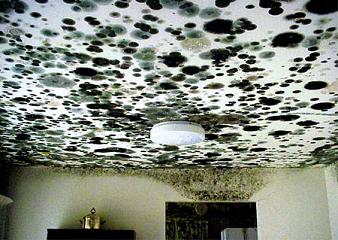 Mold in House on Walls, Ceiling